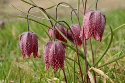 fritilaire pintade