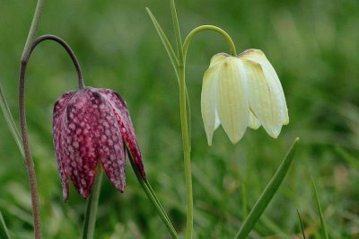 fritilaire pintade