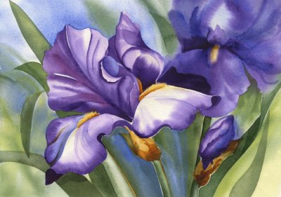 Purple Iris Watercolor