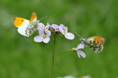 papillon sur cardamine