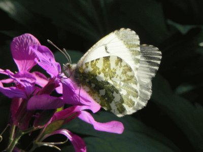 papillon