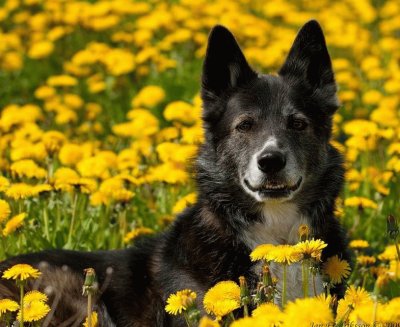 cÃ£o