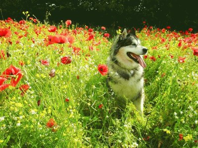 cÃ£o