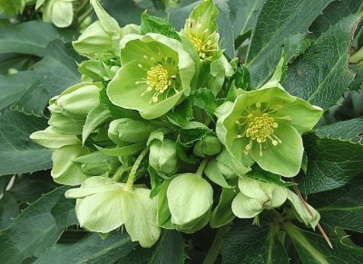 hellebore