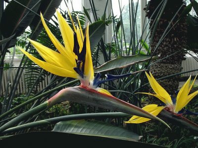 fleurs: Strelitzia_reginae