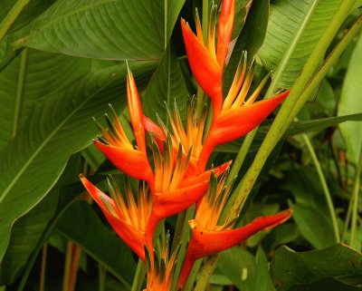 fleurs: Heliconia-orange-yellow