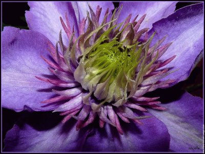 fleurs: clÃ©matites