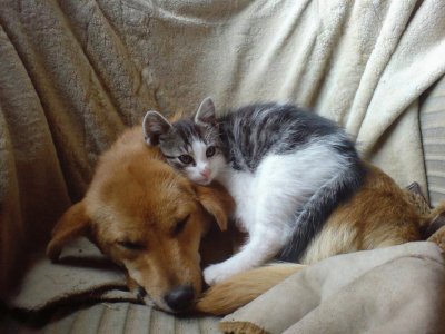 chien et chat