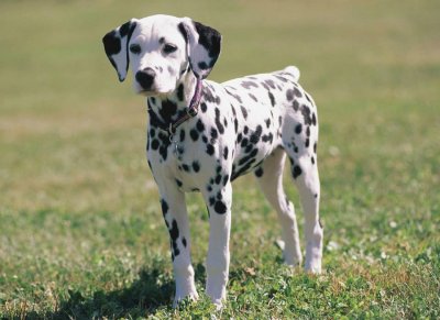 dalmatien