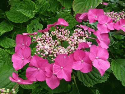 hydrangea