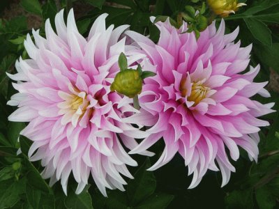 dahlias