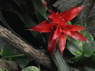 BROMELIA