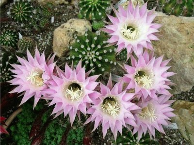 ECHINOPSIS OXYGONAL EN FLOR