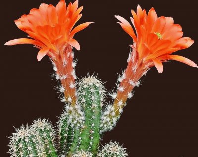 FLOR DE ECHINOCEREUS