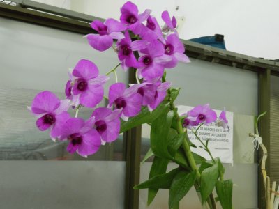 ORQUIDEA