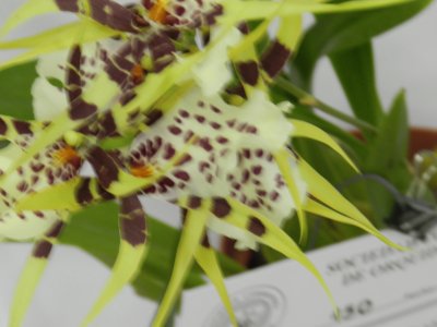 ORQUIDEA