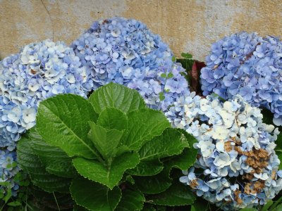 HORTENSIA EN FLORIANAPOLIS