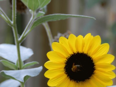 ABEJA EN UN GIRASOL