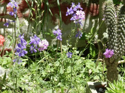 ESPUELITAS EN MI JARDIN