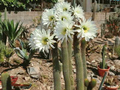 FLOR DE TRICHOCEREUS