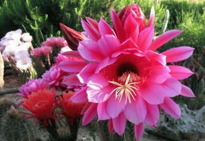 FLORES FUCSIA DE CEREUS