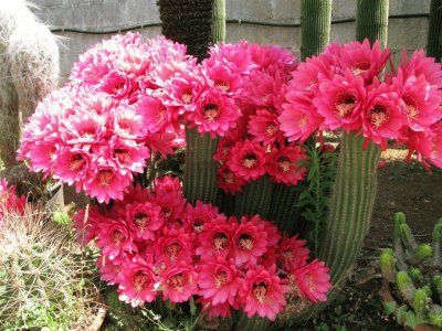 FLORES  FUCSIAS DE TRICHOCEREUS