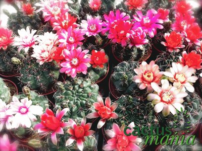 FLORACION DE GYMNOCALYCIUM BALDIANUN