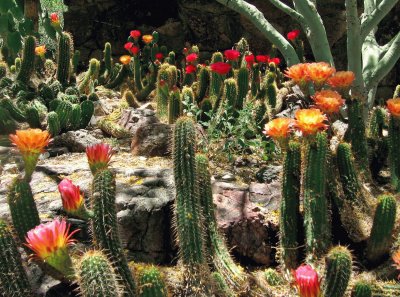 VARIEDAD DE TRICHOCEREUS