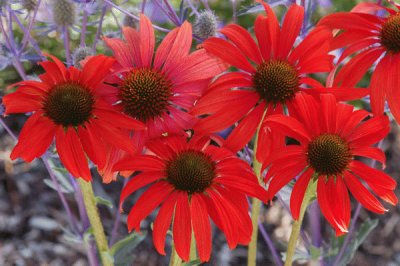 Ã©chinacea