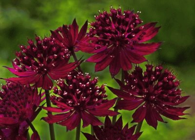 astrantia