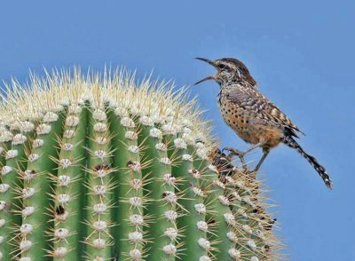 CACTUS Y PAJARO