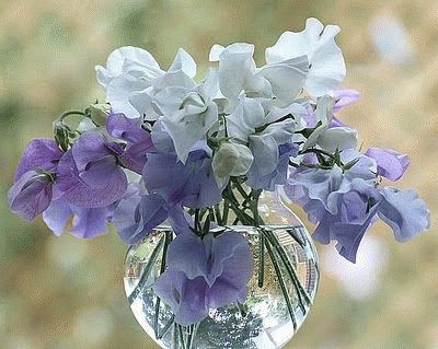 Sweet Peas