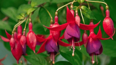 fuchsia