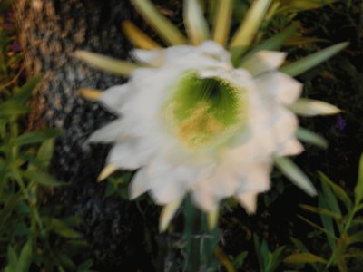 FLOR REYNA DE LA NOCHE