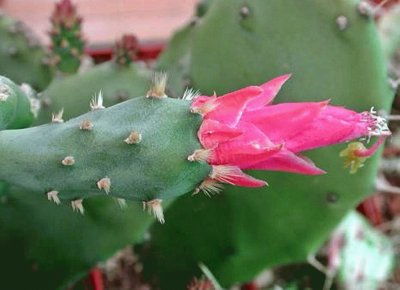 OPUNTIA DEJECTA