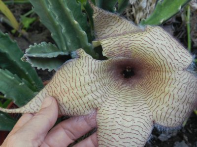 STAPELIA GIGANTEA