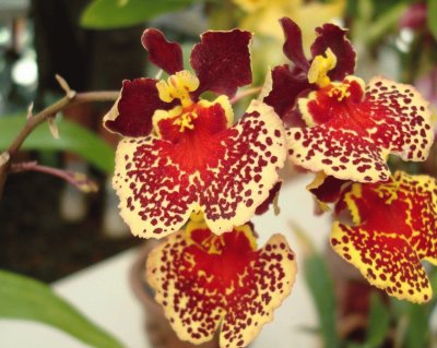 OrquÃ­dea  Oncidium variegatium