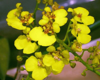 OrquÃ­dea Chelyorchis ampliata