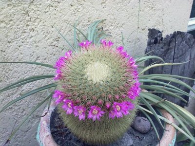 CORONITA DE MAMMILLARIA