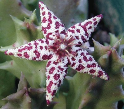 FLOR DE HUERNIA 3