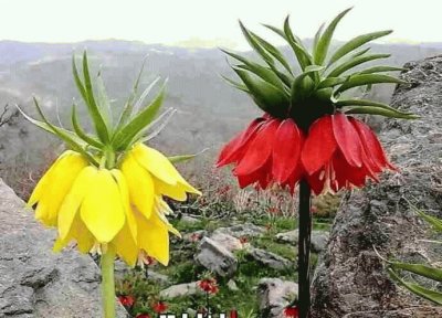 FLORES EXOTICAS