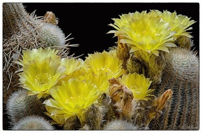 CACTUS CON FLORES AMARILLAS