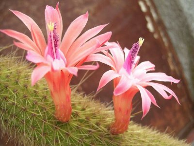 CACTUS SERPIENTE FLORECIDO