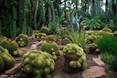 ECHINOCACTUS GRUNSONII