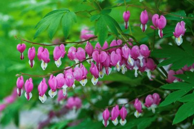 fleurs: coeurs de marie