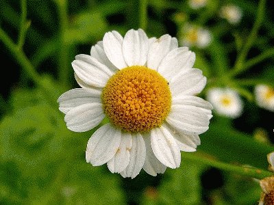 tanacetum