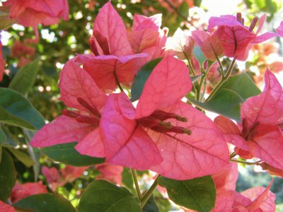 Bougainvillea