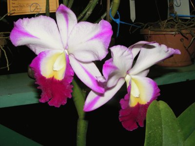 OrquÃ­dea