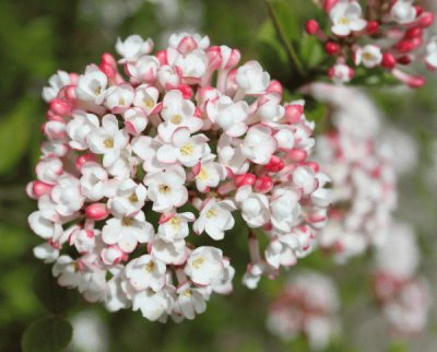 viburnum