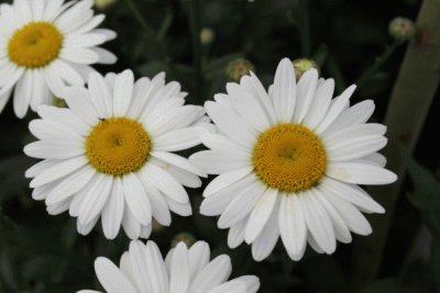 leucanthemum